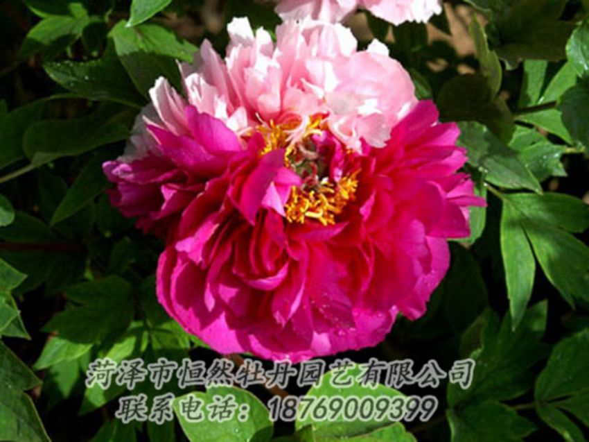 點(diǎn)擊查看詳細(xì)信息<br>標(biāo)題：復(fù)色牡丹 閱讀次數(shù)：1158