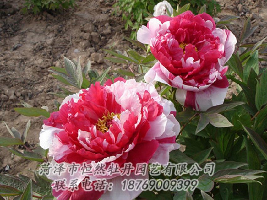 點(diǎn)擊查看詳細(xì)信息<br>標(biāo)題：復(fù)色牡丹 閱讀次數(shù)：1204