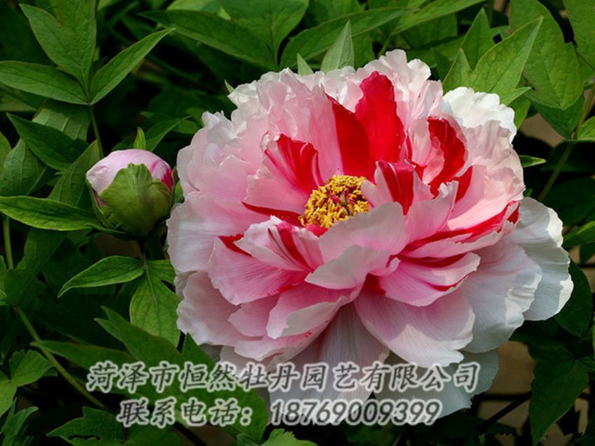 點(diǎn)擊查看詳細(xì)信息<br>標(biāo)題：復(fù)色牡丹 閱讀次數(shù)：2012