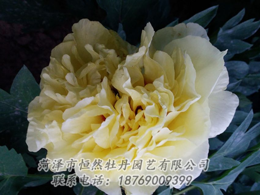 點(diǎn)擊查看詳細(xì)信息<br>標(biāo)題：黃色牡丹 閱讀次數(shù)：1158