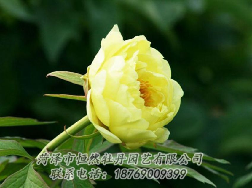 點(diǎn)擊查看詳細(xì)信息<br>標(biāo)題：黃色牡丹 閱讀次數(shù)：1943