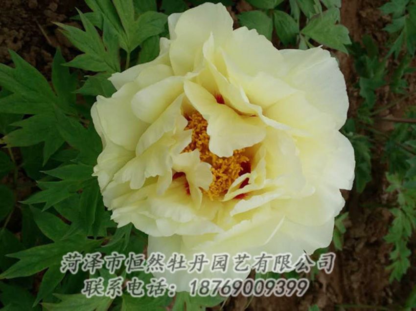 點(diǎn)擊查看詳細(xì)信息<br>標(biāo)題：黃色牡丹 閱讀次數(shù)：1909