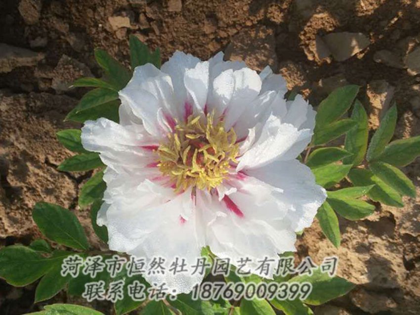 點(diǎn)擊查看詳細(xì)信息<br>標(biāo)題：白色牡丹 閱讀次數(shù)：1254