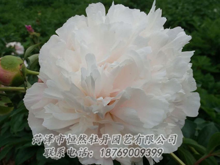 點(diǎn)擊查看詳細(xì)信息<br>標(biāo)題：白色牡丹 閱讀次數(shù)：1210