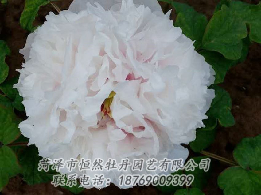 點(diǎn)擊查看詳細(xì)信息<br>標(biāo)題：白色牡丹 閱讀次數(shù)：1988