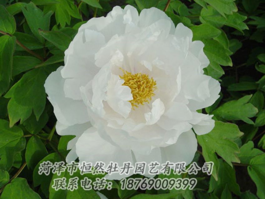 點(diǎn)擊查看詳細(xì)信息<br>標(biāo)題：白色牡丹 閱讀次數(shù)：1984