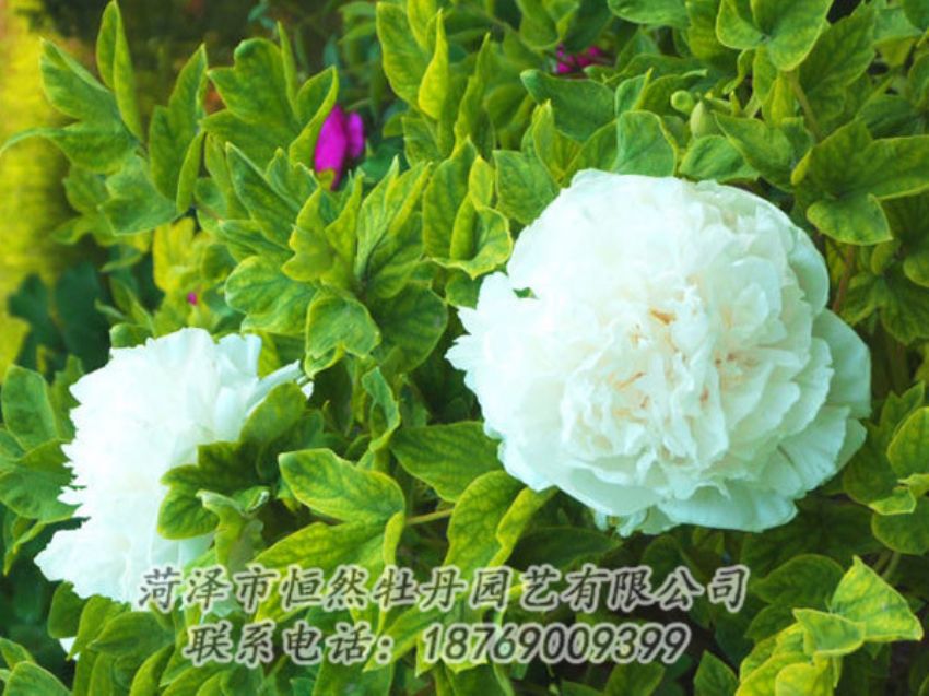 點(diǎn)擊查看詳細(xì)信息<br>標(biāo)題：白色牡丹 閱讀次數(shù)：1185