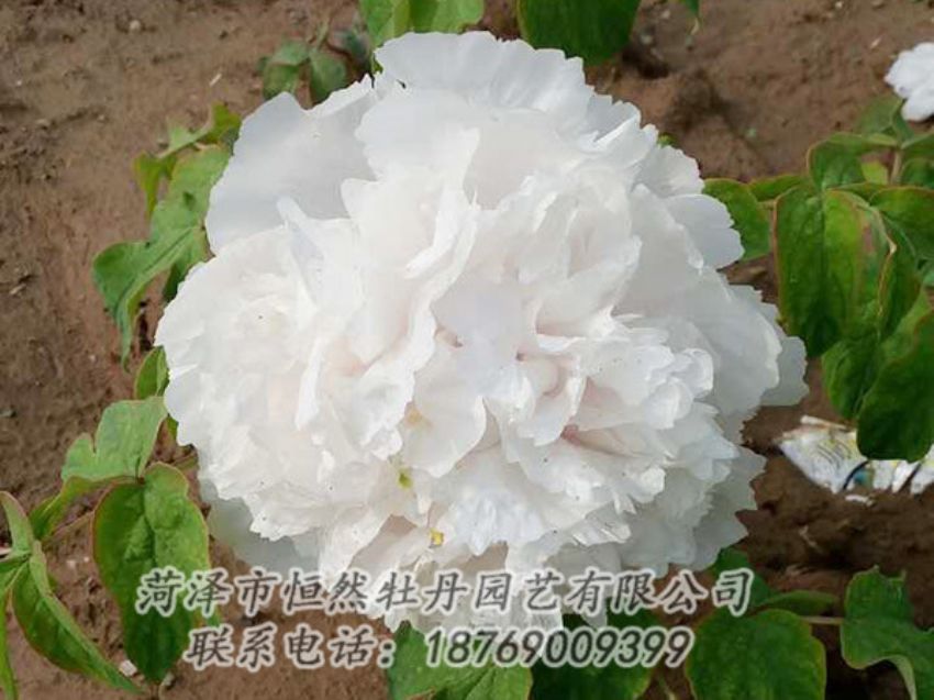 點擊查看詳細信息<br>標題：白色牡丹 閱讀次數(shù)：1015