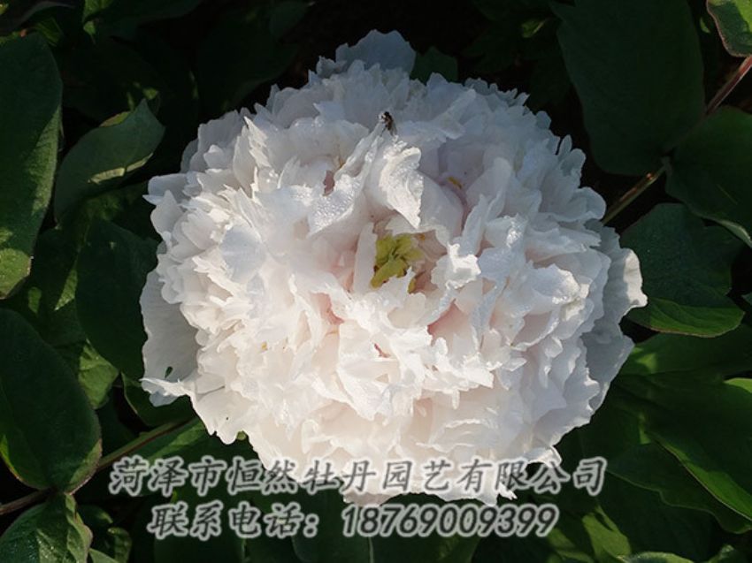 點(diǎn)擊查看詳細(xì)信息<br>標(biāo)題：白色牡丹 閱讀次數(shù)：1196