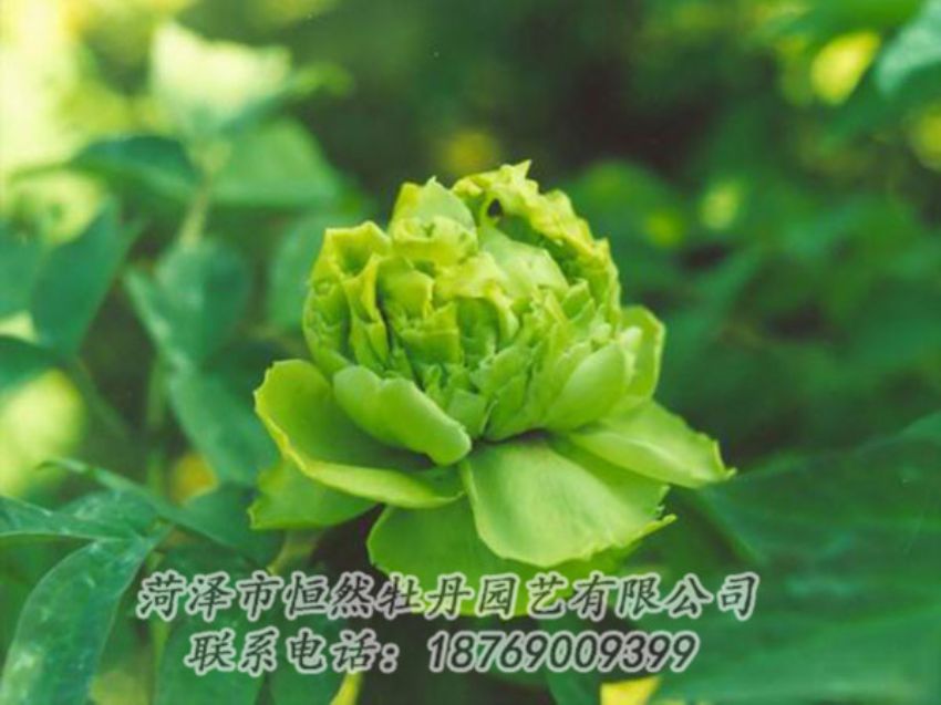 點擊查看詳細信息<br>標題：綠色牡丹 閱讀次數(shù)：1235
