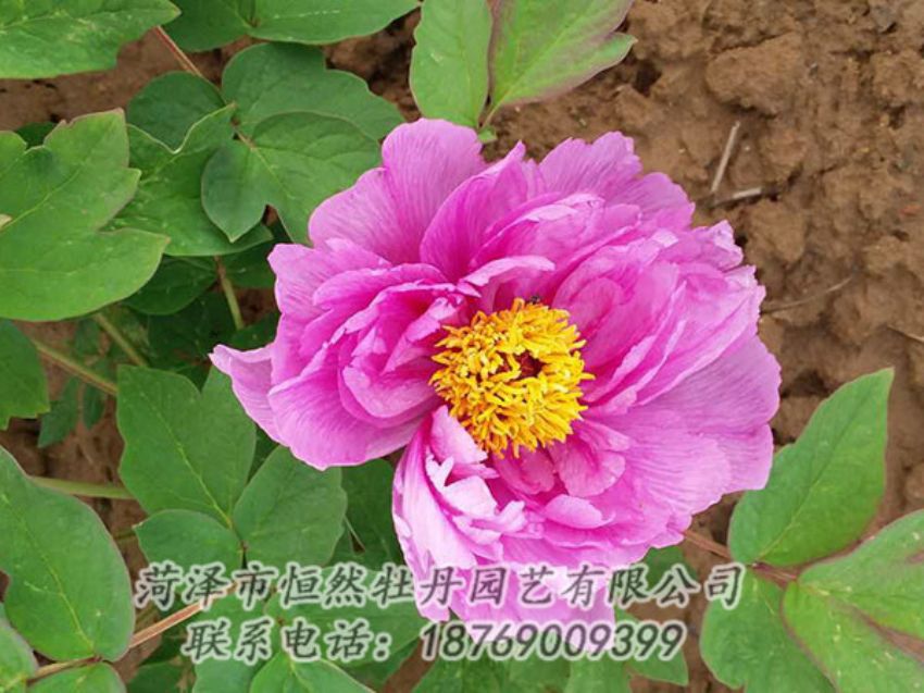 點(diǎn)擊查看詳細(xì)信息<br>標(biāo)題：紫色牡丹 閱讀次數(shù)：1178