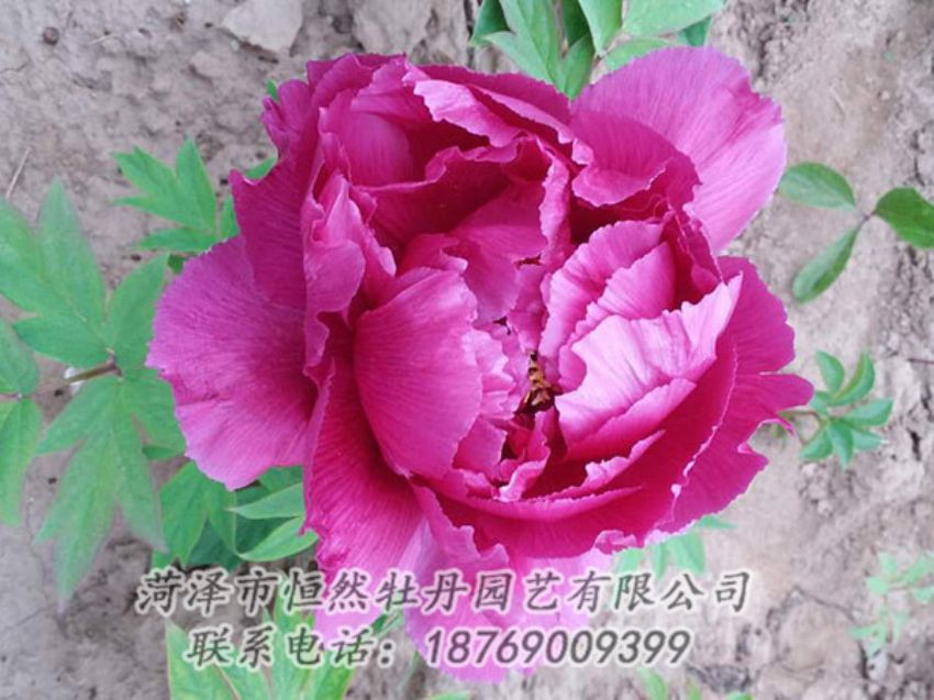 點(diǎn)擊查看詳細(xì)信息<br>標(biāo)題：紫色牡丹 閱讀次數(shù)：1156