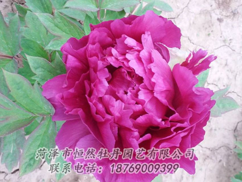 點(diǎn)擊查看詳細(xì)信息<br>標(biāo)題：紫色牡丹 閱讀次數(shù)：1277