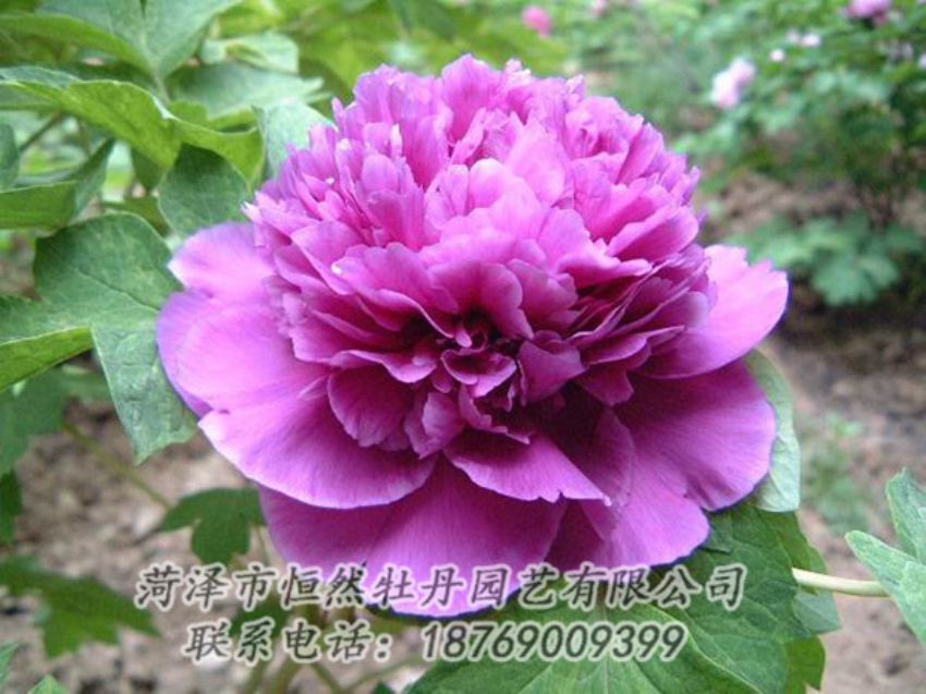 點(diǎn)擊查看詳細(xì)信息<br>標(biāo)題：紫色牡丹 閱讀次數(shù)：1310
