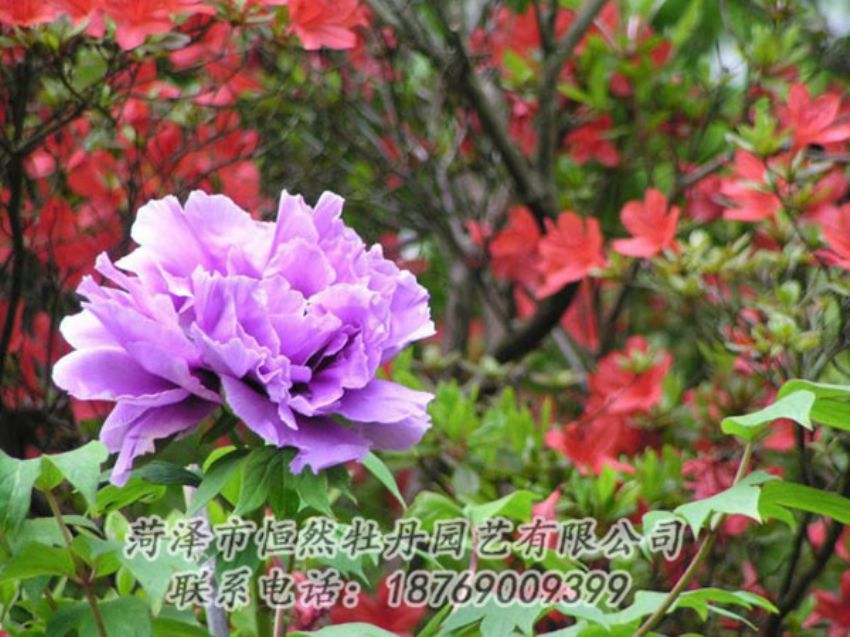 點(diǎn)擊查看詳細(xì)信息<br>標(biāo)題：紫色牡丹 閱讀次數(shù)：1949