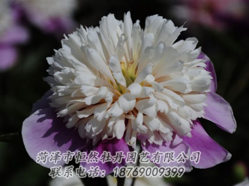 點擊查看詳細信息<br>標題：復色芍藥 閱讀次數(shù)：1250