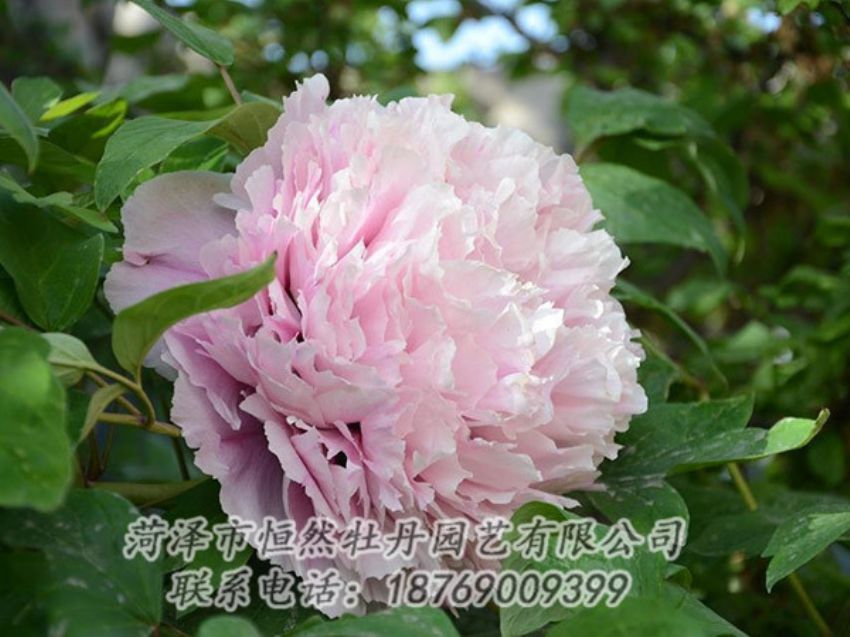 點(diǎn)擊查看詳細(xì)信息<br>標(biāo)題：粉色牡丹 閱讀次數(shù)：2006