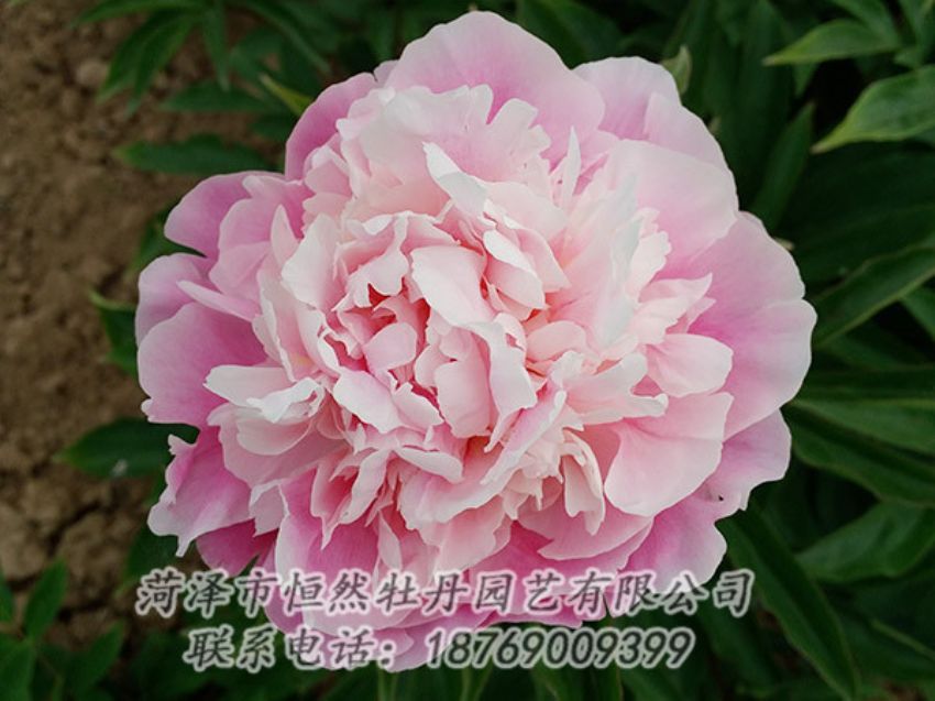 點(diǎn)擊查看詳細(xì)信息<br>標(biāo)題：粉色牡丹 閱讀次數(shù)：1968