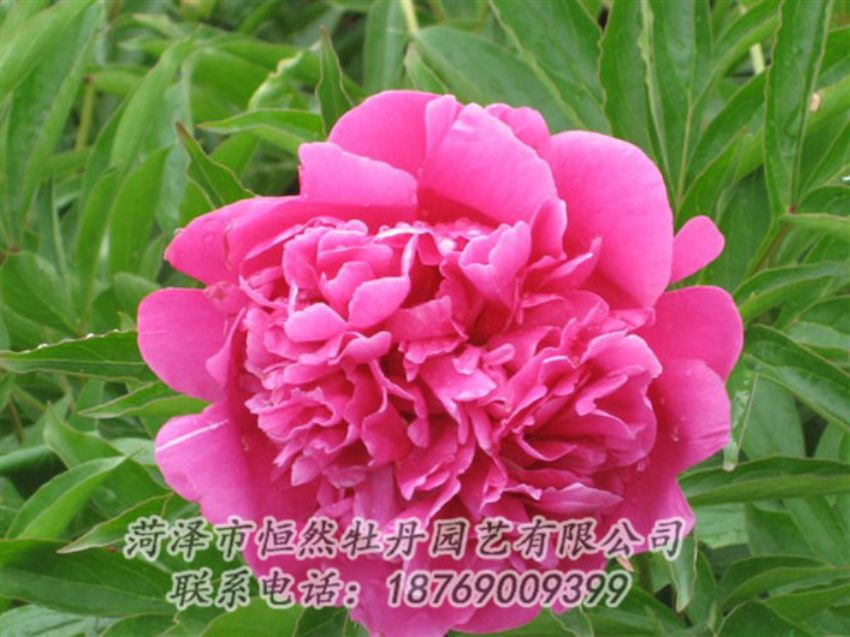 點擊查看詳細信息<br>標題：永生紅 閱讀次數(shù)：1057