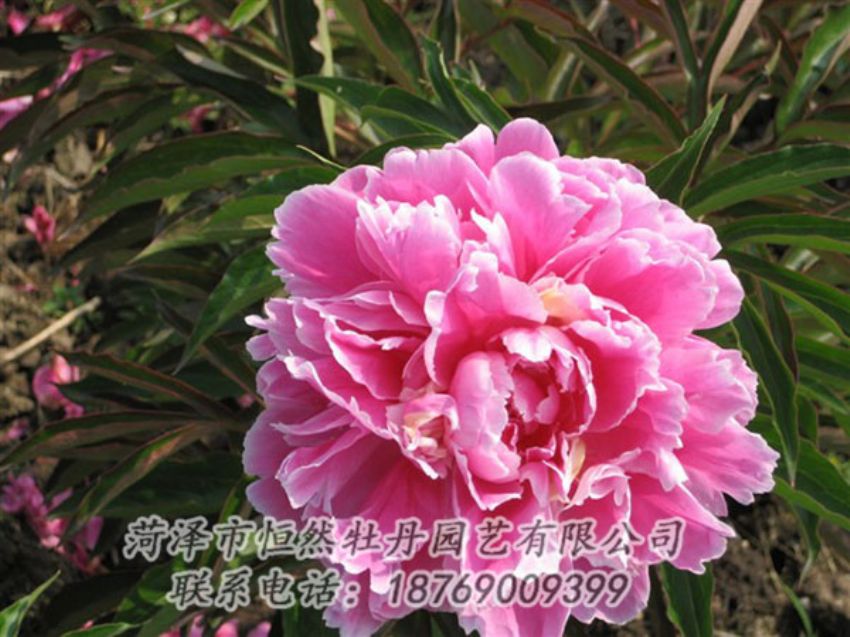 點擊查看詳細信息<br>標題：西施紅妝 閱讀次數(shù)：1058
