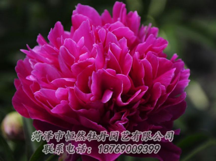 點擊查看詳細信息<br>標題：瑪瑙紅 閱讀次數(shù)：1029
