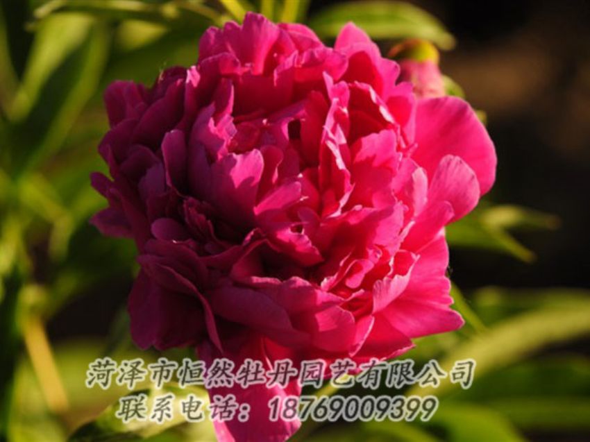 點擊查看詳細信息<br>標題：老來紅 閱讀次數(shù)：1001