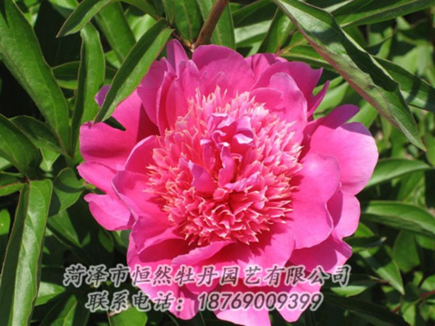 點擊查看詳細信息<br>標題：紅繡球 閱讀次數(shù)：1039