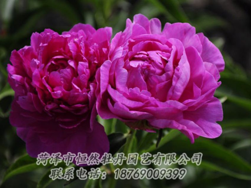 點擊查看詳細信息<br>標題：紅玫瑰 閱讀次數(shù)：988