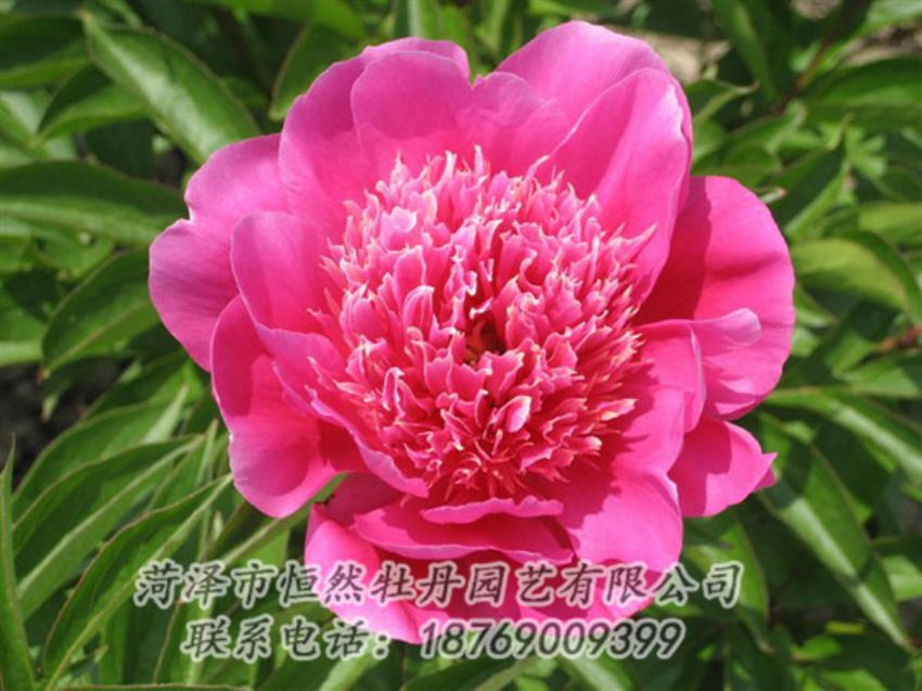 點擊查看詳細信息<br>標題：紅繡球 閱讀次數(shù)：1028