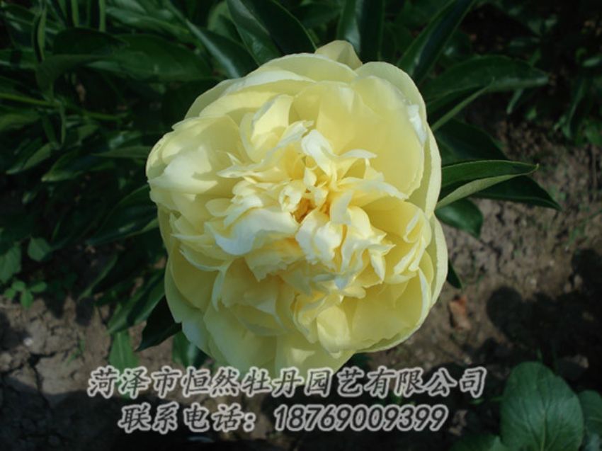 點(diǎn)擊查看詳細(xì)信息<br>標(biāo)題：黃色芍藥 閱讀次數(shù)：1289