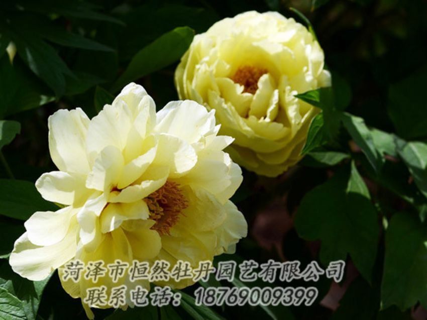 點(diǎn)擊查看詳細(xì)信息<br>標(biāo)題：黃色芍藥 閱讀次數(shù)：1213