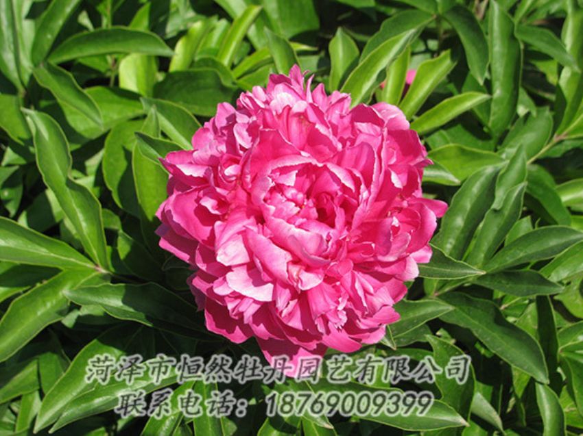 點擊查看詳細信息<br>標題：紅色芍藥 閱讀次數(shù)：1177