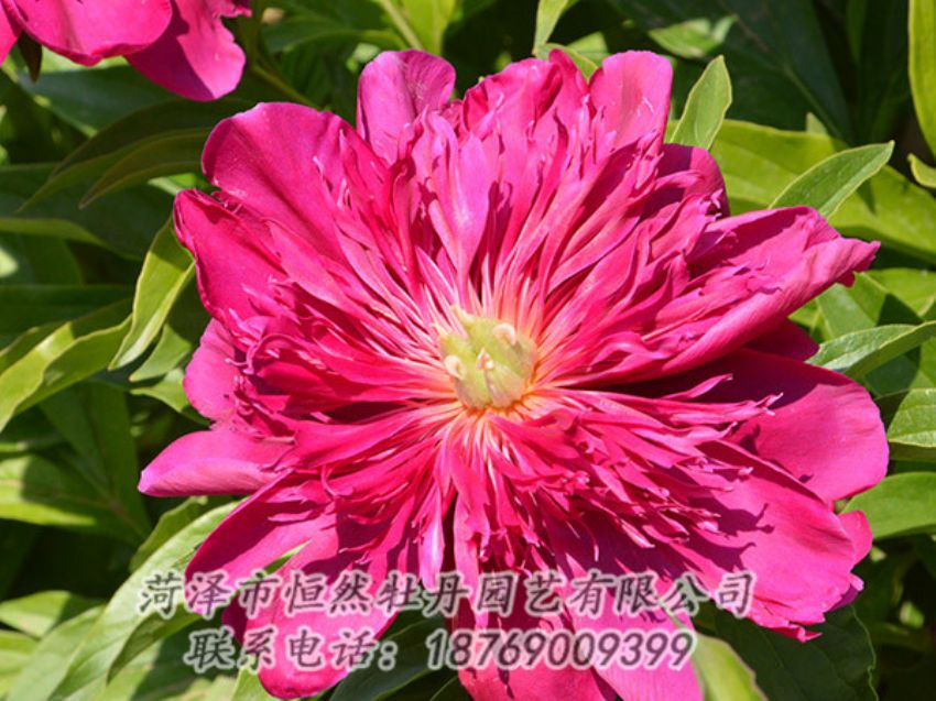 點擊查看詳細信息<br>標題：紅色芍藥 閱讀次數(shù)：1123