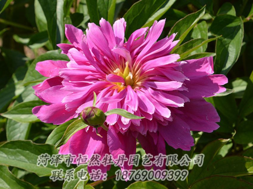 點擊查看詳細信息<br>標題：紅色芍藥 閱讀次數(shù)：1159