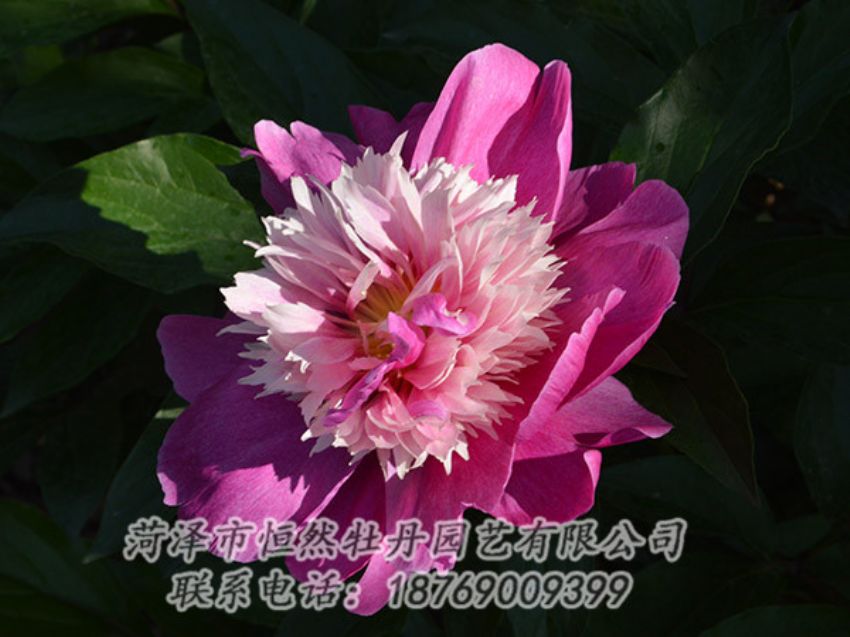 點擊查看詳細信息<br>標題：紅色芍藥 閱讀次數(shù)：1250