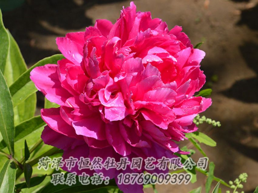 點擊查看詳細信息<br>標題：紅色芍藥 閱讀次數(shù)：1137