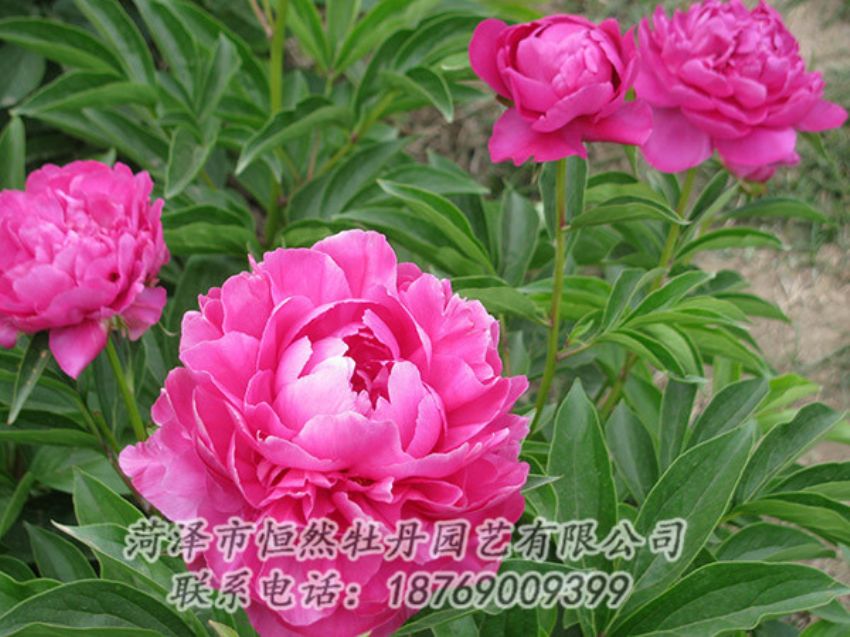點擊查看詳細信息<br>標題：紅色芍藥 閱讀次數(shù)：1161
