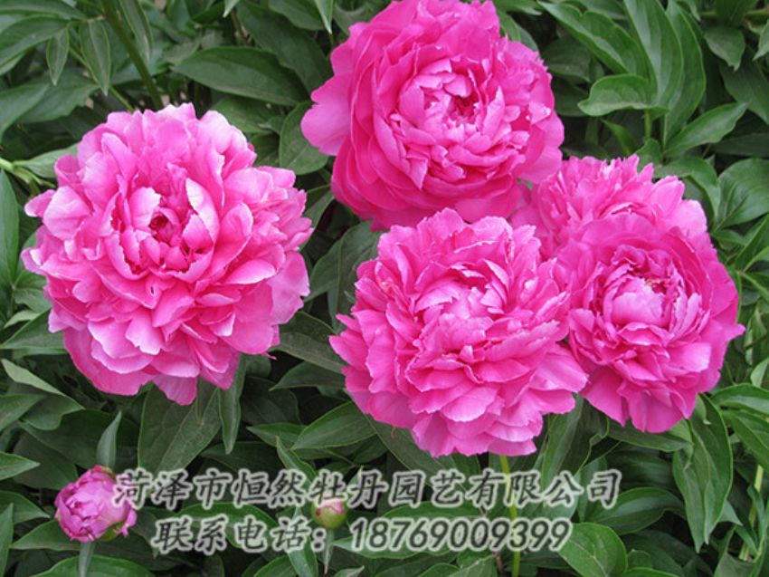 點擊查看詳細信息<br>標題：紅色芍藥 閱讀次數(shù)：1181