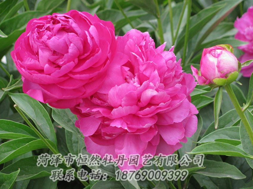 點擊查看詳細信息<br>標題：紅色芍藥 閱讀次數(shù)：1178