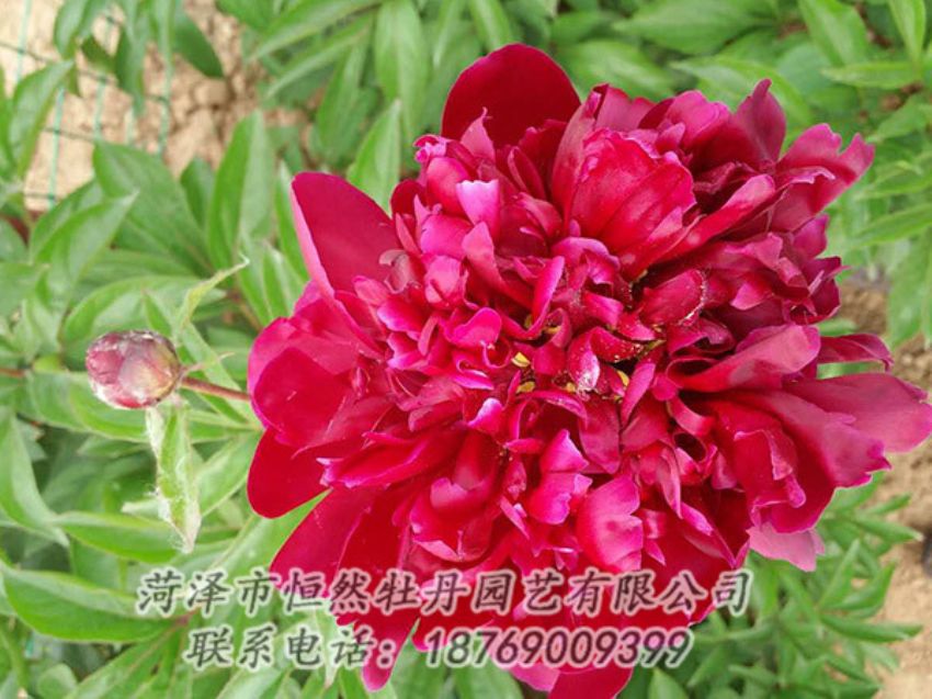 點擊查看詳細信息<br>標題：紅色芍藥 閱讀次數(shù)：1187