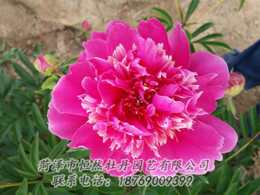 點擊查看詳細信息<br>標題：紅色芍藥 閱讀次數(shù)：1214
