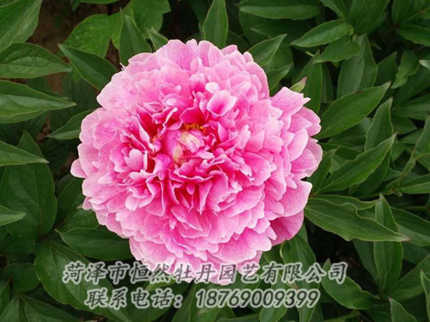 點擊查看詳細信息<br>標題：紅色芍藥 閱讀次數(shù)：1217