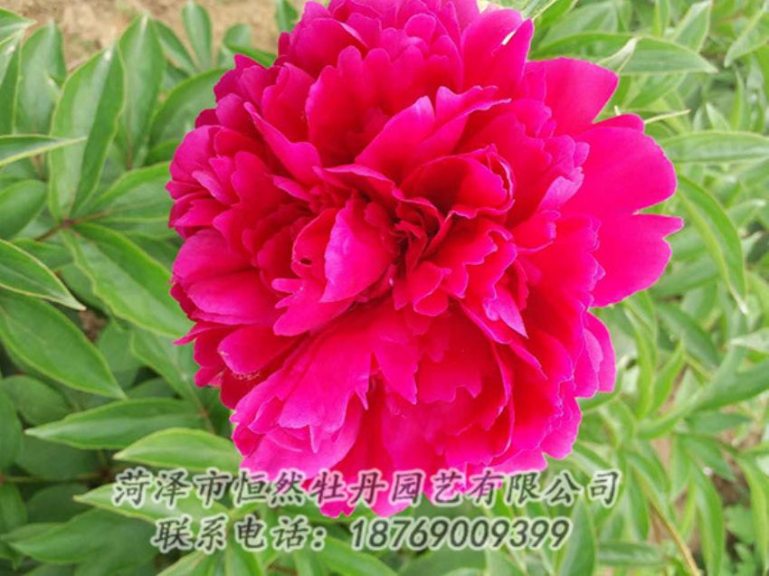 點擊查看詳細信息<br>標題：紅色芍藥 閱讀次數(shù)：1259