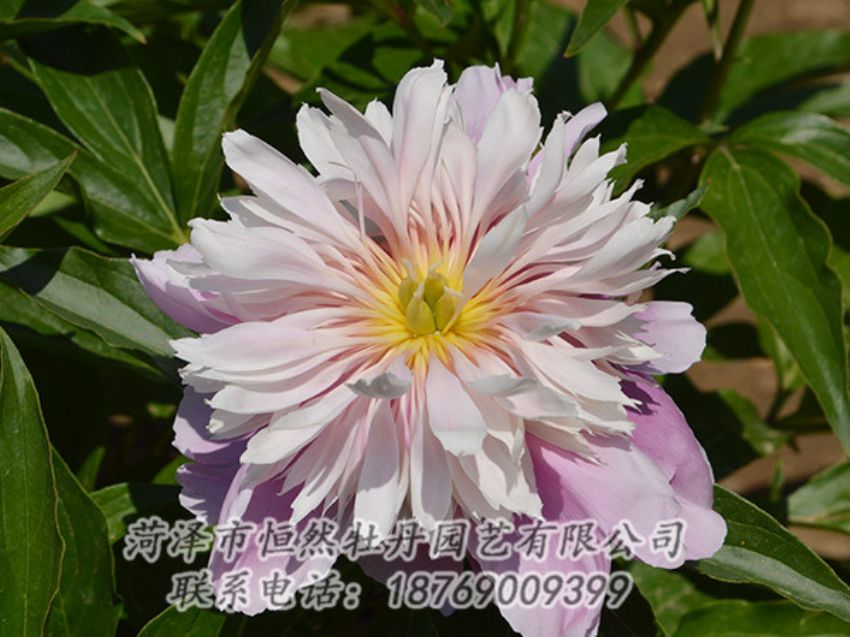 點擊查看詳細信息<br>標題：粉色芍藥 閱讀次數(shù)：1305