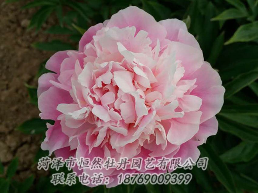 點擊查看詳細信息<br>標題：粉色芍藥 閱讀次數(shù)：1430