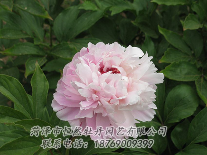 點擊查看詳細信息<br>標題：粉色芍藥 閱讀次數(shù)：1156