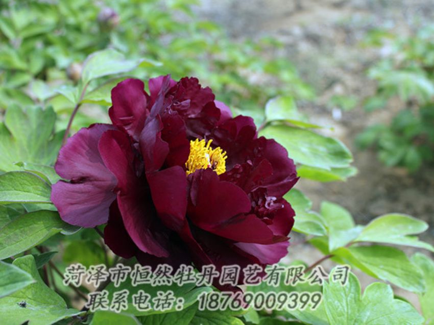 點(diǎn)擊查看詳細(xì)信息<br>標(biāo)題：黑色牡丹 閱讀次數(shù)：1168