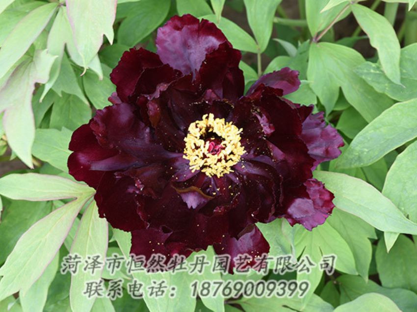 點(diǎn)擊查看詳細(xì)信息<br>標(biāo)題：黑色牡丹 閱讀次數(shù)：1336