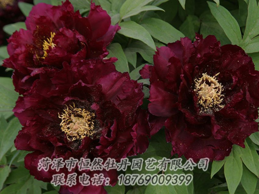 點(diǎn)擊查看詳細(xì)信息<br>標(biāo)題：黑色牡丹 閱讀次數(shù)：1176