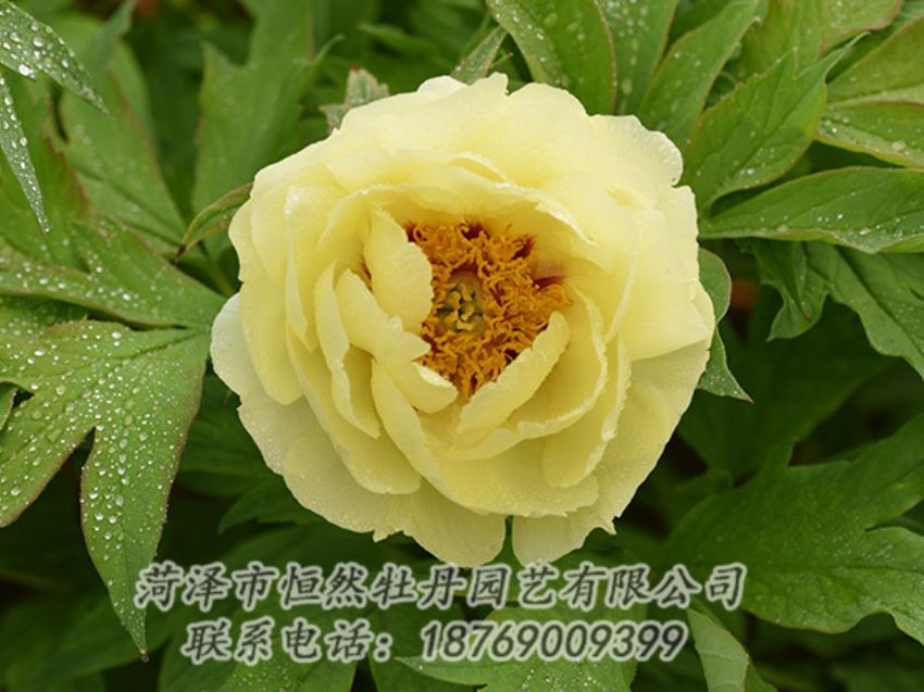 點(diǎn)擊查看詳細(xì)信息<br>標(biāo)題：黃色牡丹 閱讀次數(shù)：1148